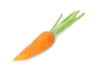 One fresh ripe carrot isolated on white