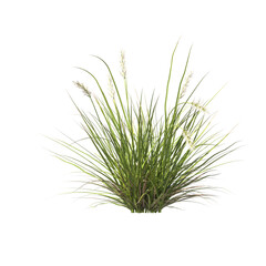 Pennisetum alopecuroides Pennstripe, semak, rumput, bushes, shrubs, evergreen, small tree, bush, tree, big tree, light for daylight, easy to use, 3d render, isolated