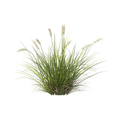 Pennisetum alopecuroides Pennstripe, semak, rumput, bushes, shrubs, evergreen, small tree, bush, tree, big tree, light for daylight, easy to use, 3d render, isolated