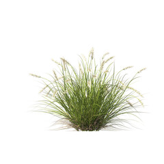 Pennisetum alopecuroides Pennstripe, semak, rumput, bushes, shrubs, evergreen, small tree, bush, tree, big tree, light for daylight, easy to use, 3d render, isolated
