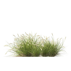 Pennisetum alopecuroides Pennstripe, semak, rumput, bushes, shrubs, evergreen, small tree, bush, tree, big tree, light for daylight, easy to use, 3d render, isolated