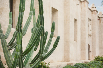 A view of a cactus in front of a California mission wall, as a background. © DAVID
