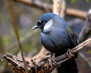 Glimpse of Avian Beauty