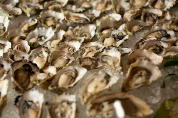 A view of a platter of oysters on a bed of ice.