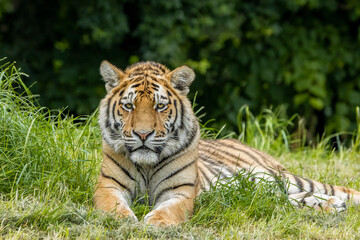 Amur tiger cub