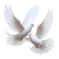 Obraz premium Dove Flying Isolated on transparent Background