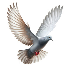 Naklejka premium Dove Flying Isolated on transparent Background