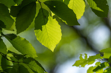 爽やかな新緑と木漏れ日