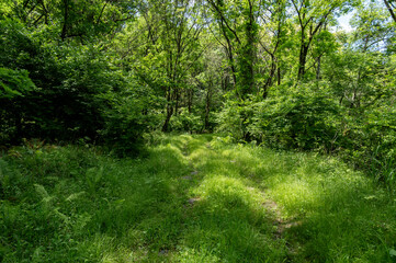 緑が生い茂る林道