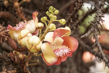 Couroupita guianensis, cannonball tree with orange flowers in bloom.