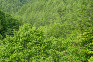 緑が生い茂る初夏の深い森