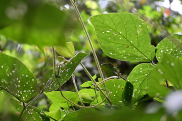 Low angle head view of a camouflaged common green forest lizard sitting on the top of a tree
