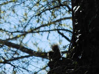 squirrel on tree, squirrel photos,  