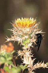 Abeja carpintera o abejorro carpintero 