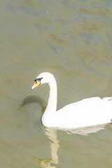 Tranquil White Swan Lake Scene