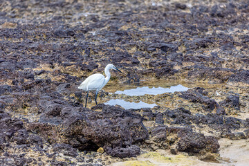 White bird standing on a rocky shore. Egret standing on rocky coast near the ocean