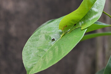 A weaver ant mimicking jumper spider walks on a leaf top towards a tailed jay caterpillar