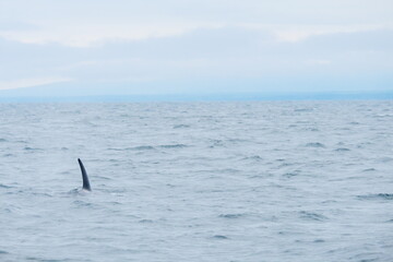 Naklejka premium 知床半島に訪れるシャチ