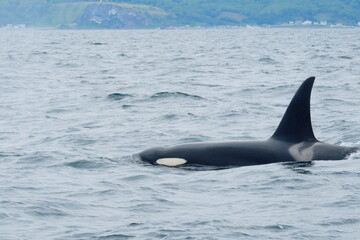 Fototapeta premium 知床半島に訪れるシャチ