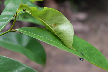 A weaver ant mimicking jumper spider is walking on a leaf near its spider nest