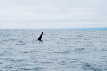 Fototapeta premium 知床半島に訪れるシャチ