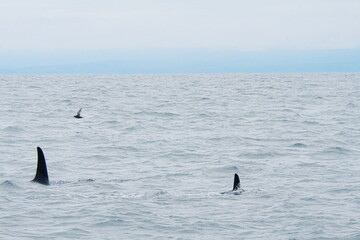 Fototapeta premium 知床半島に訪れるシャチ