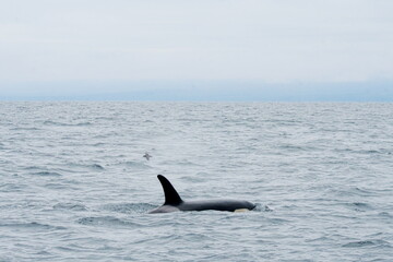 Naklejka premium 知床半島に訪れるシャチ