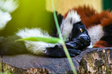 lemur