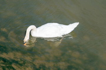 Graceful Cygnet in Swiss Waters