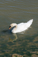 Majestic Swan Glides on Blue Waters