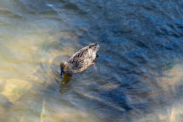 Swimming Ducklings in the Garda Lake