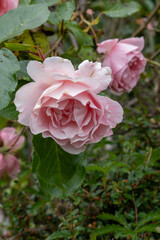 Red and Pink Blossoms in a Summer Garden