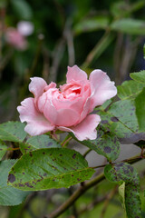 Pink Roses and Nature's Gifts