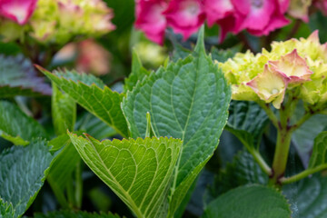 Blooming Lilies and Serene Lotus Flowers in Urban Gardens and Duck Ponds