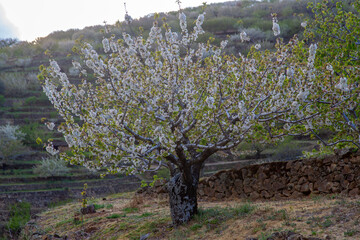 Jerte valley, cherry tree , springtime