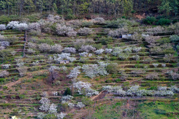 Jerte valley, cherry trees. Extremadura, Spain