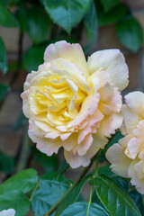 Romantic Summer Garden Rose Blossom