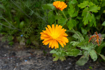 Floral Beauty in Summer Gardens