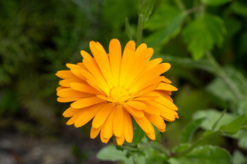 Blooming Beauty in Summer Gardens