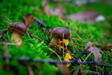 mushrooms in the forest