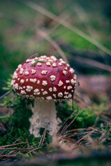 fly agaric mushroom