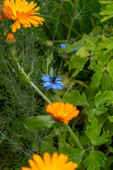 Freshness and Vibrant Beauty