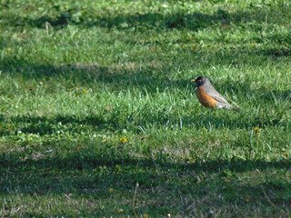 Robin Portrait