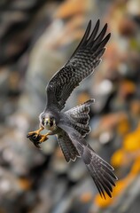 Obraz premium Bird of prey