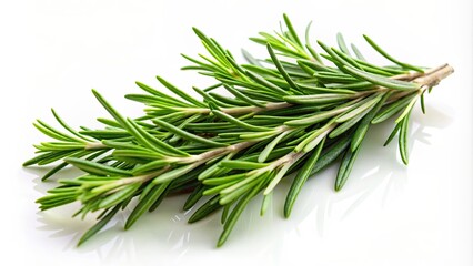 Fototapeta premium Rosemary isolated on white background, herb, green, aromatic, plant, culinary, ingredient, cooking, seasoning, fresh