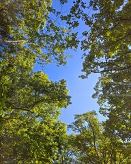 Clearing in the forest canopy