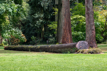 fallen tree in the park