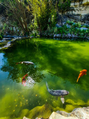 Obraz premium Koi in the pond 