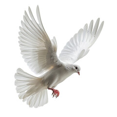 Fototapeta premium White Pigeon isolated on a transparent background for web banner