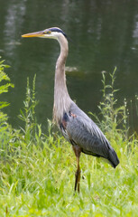 great blue heron